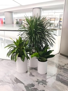 花木租赁看北仑，这家服务好到让你连连称赞！